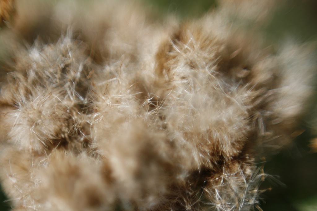 Tango pelúcia, macro fotografia digital, 2013
