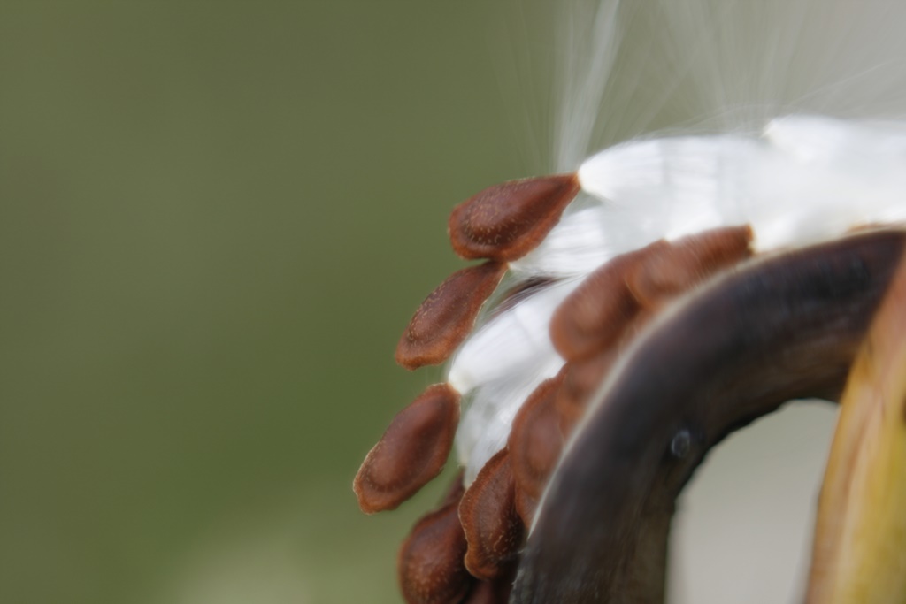 Fibra em semente, macro fotografia digital, 2012