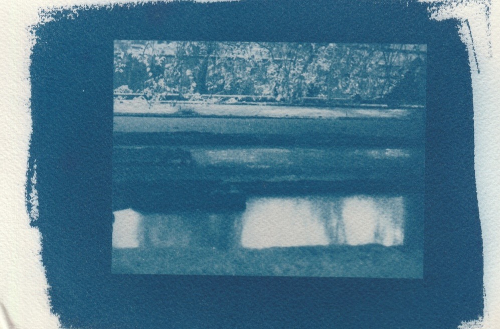 Da larva, cianotipia sobre papel, 2019